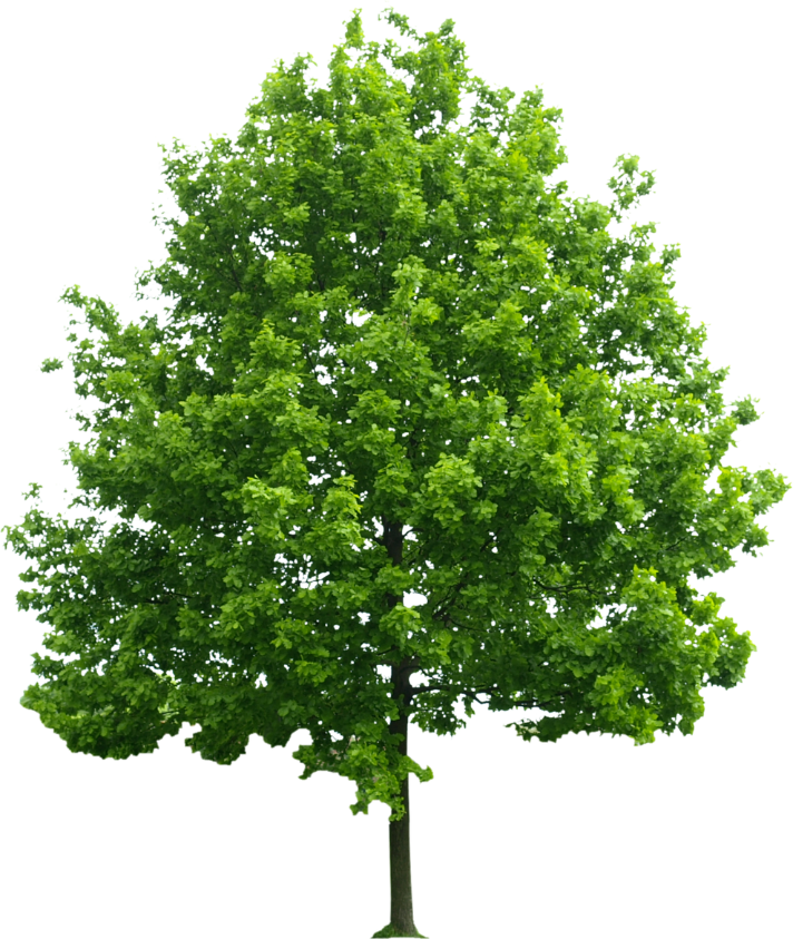 Photo of a tree