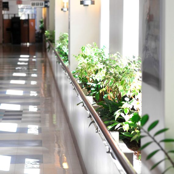 photo of the interior of a hospital building with plants lining the walkway